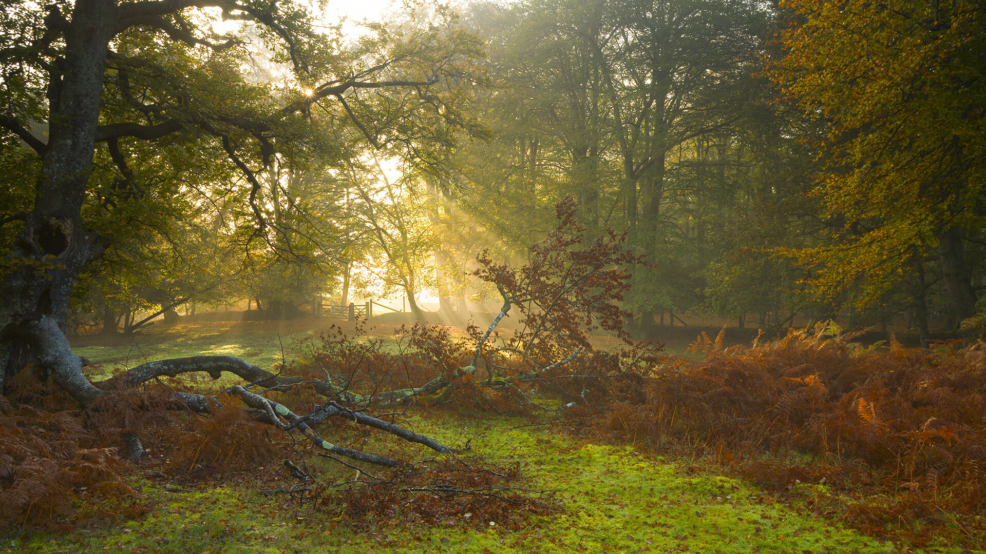 森林狼轻取尼克斯的背后攻防节奏，与油门全开的F1年度争冠接管