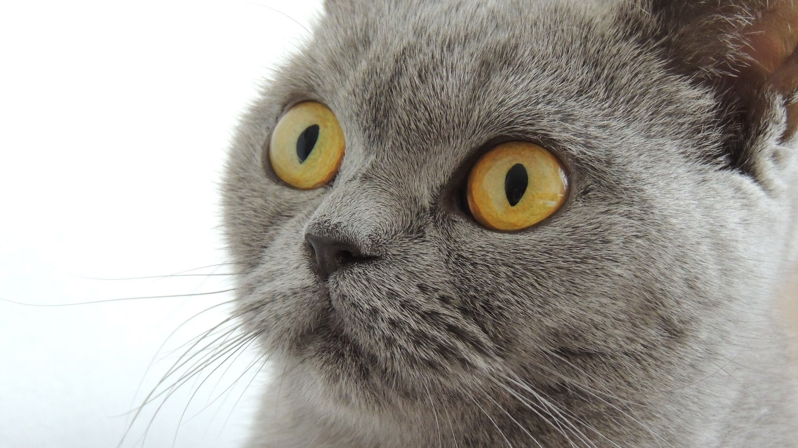 王牌单点与集体绞杀，现代足球的双重胜利法则