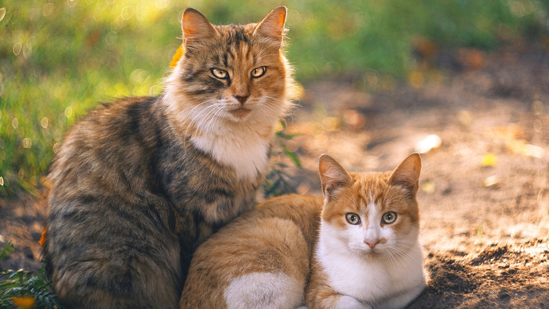 历史性的对决，上海队与雷霆的唯一交锋，英格拉姆连续得分定乾坤