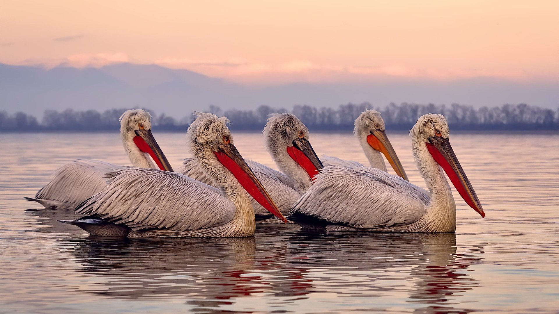 南美精灵引爆德意志铁骑，迪巴拉爆发撕裂洪都拉斯式节奏铁幕
