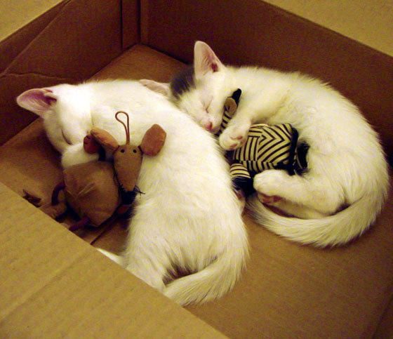 当古典蓝遇见斯坦福桥蓝，戈麦斯在众神注视下完成千场史诗