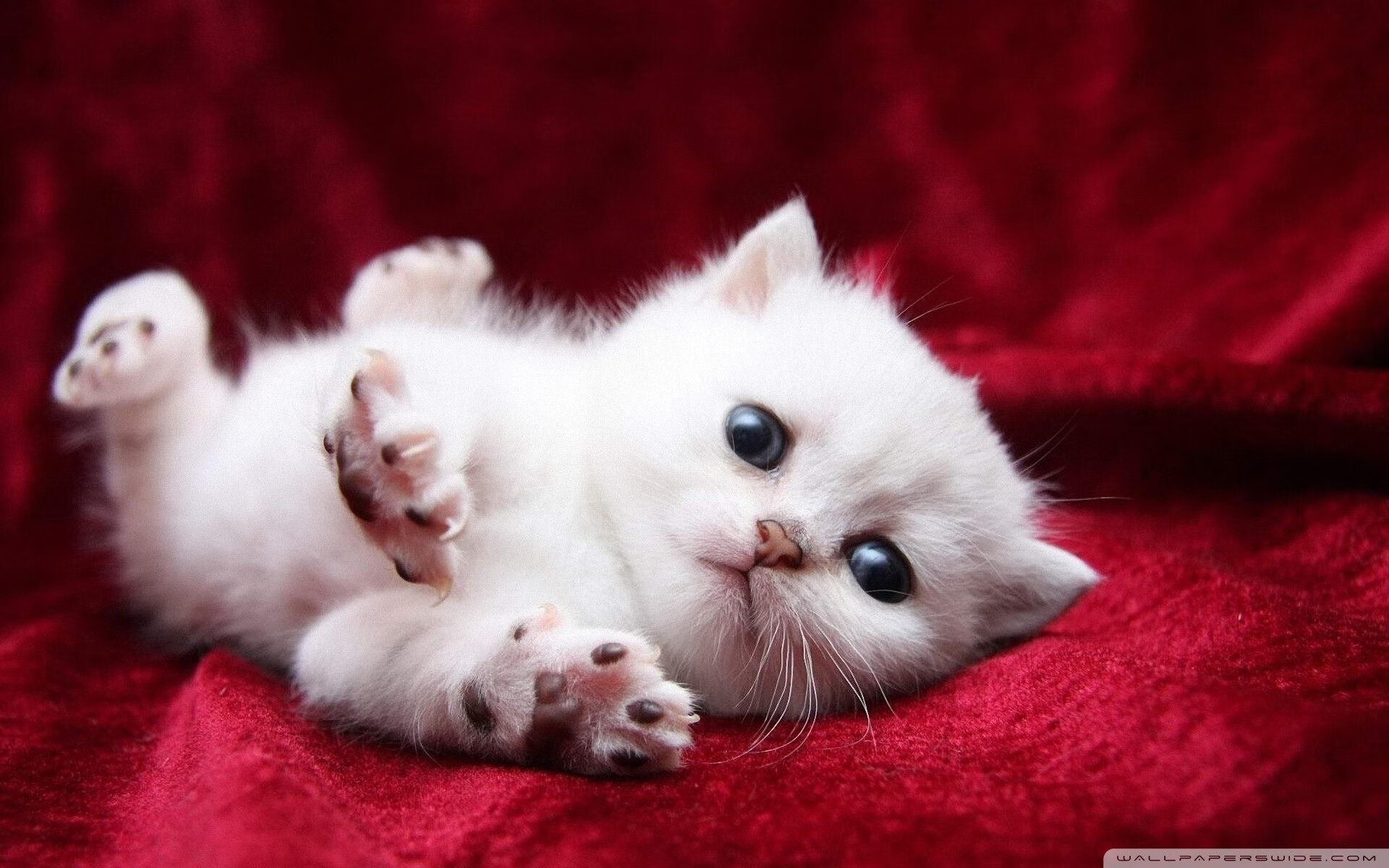 当古典蓝遇见斯坦福桥蓝，戈麦斯在众神注视下完成千场史诗