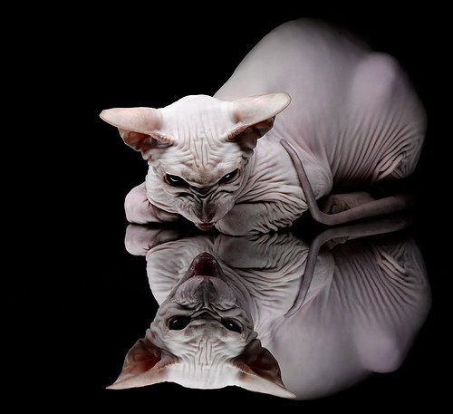 看到您这个关键词组合，我脑海中立刻浮现出一幅充满战术张力与个人英雄主义的画面。一场本应以速度与激情主宰的冠军之夜，却被一种更深刻、更智慧的力量所定义。标题需要捕捉这种独一无二的反差感