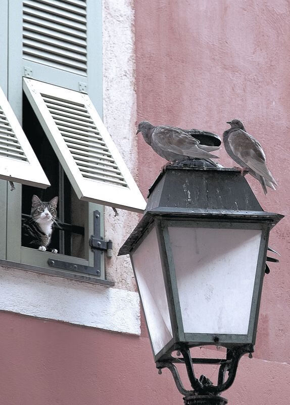 辽宁锁喉新疆，布伦森化身绝境指挥官