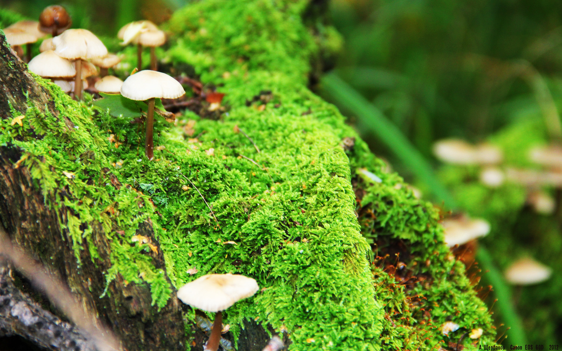 西决生死战焦点，凯尔特人险胜太阳，惊险晋级总决赛