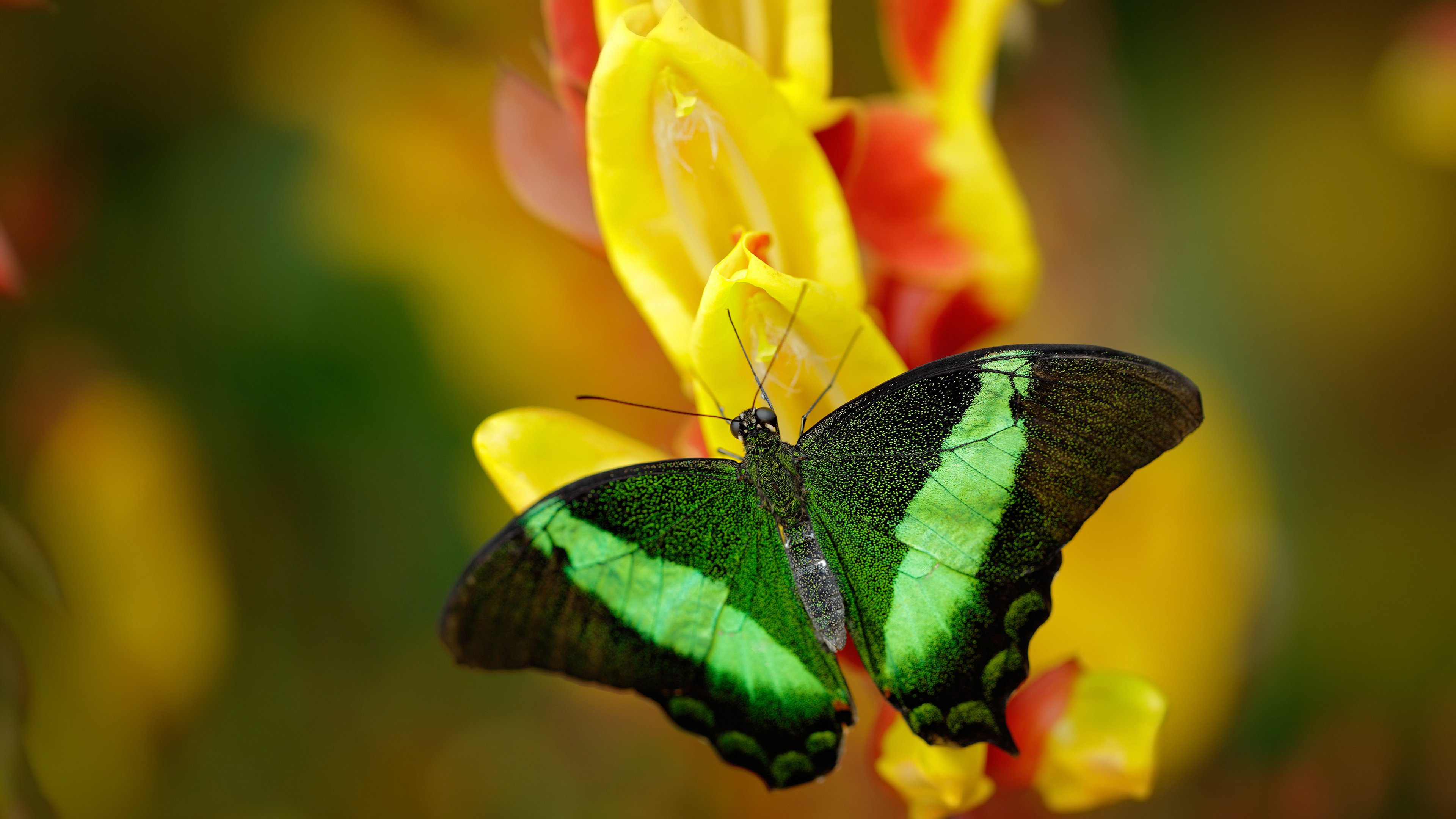 球场与战场,当NBA季后赛的战术板遇上乌克兰的越位进攻