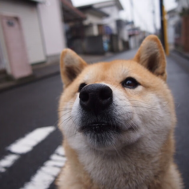 大苹果城的聚光灯下，拉文再次证明，顶级舞台，才是他的终极兴奋剂