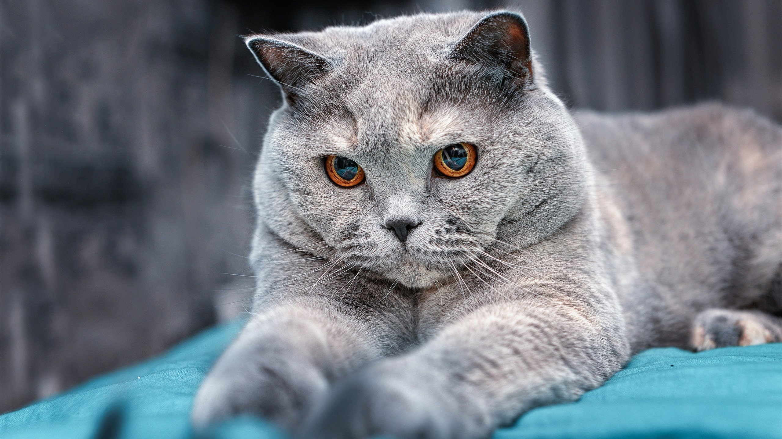 桥,当北京篮球记忆遇见火箭红与哈利伯顿的弧线