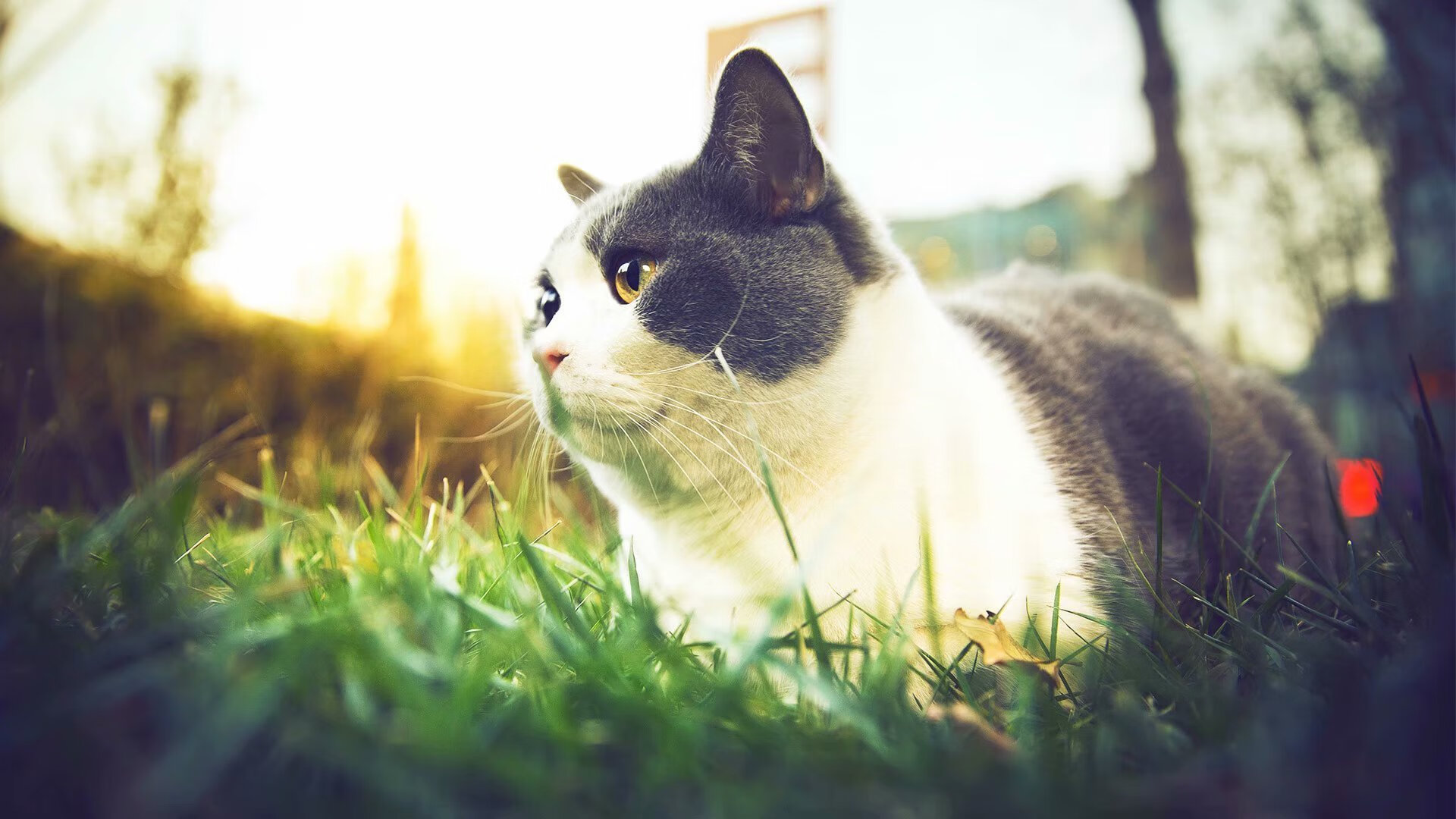范弗利特独木擎天!浙江加时逆转太阳,末节19分诠释巨星价值