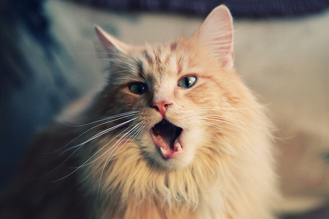 总决赛黑马,戈贝尔统治内线,黄蜂爆冷击败独行侠夺冠