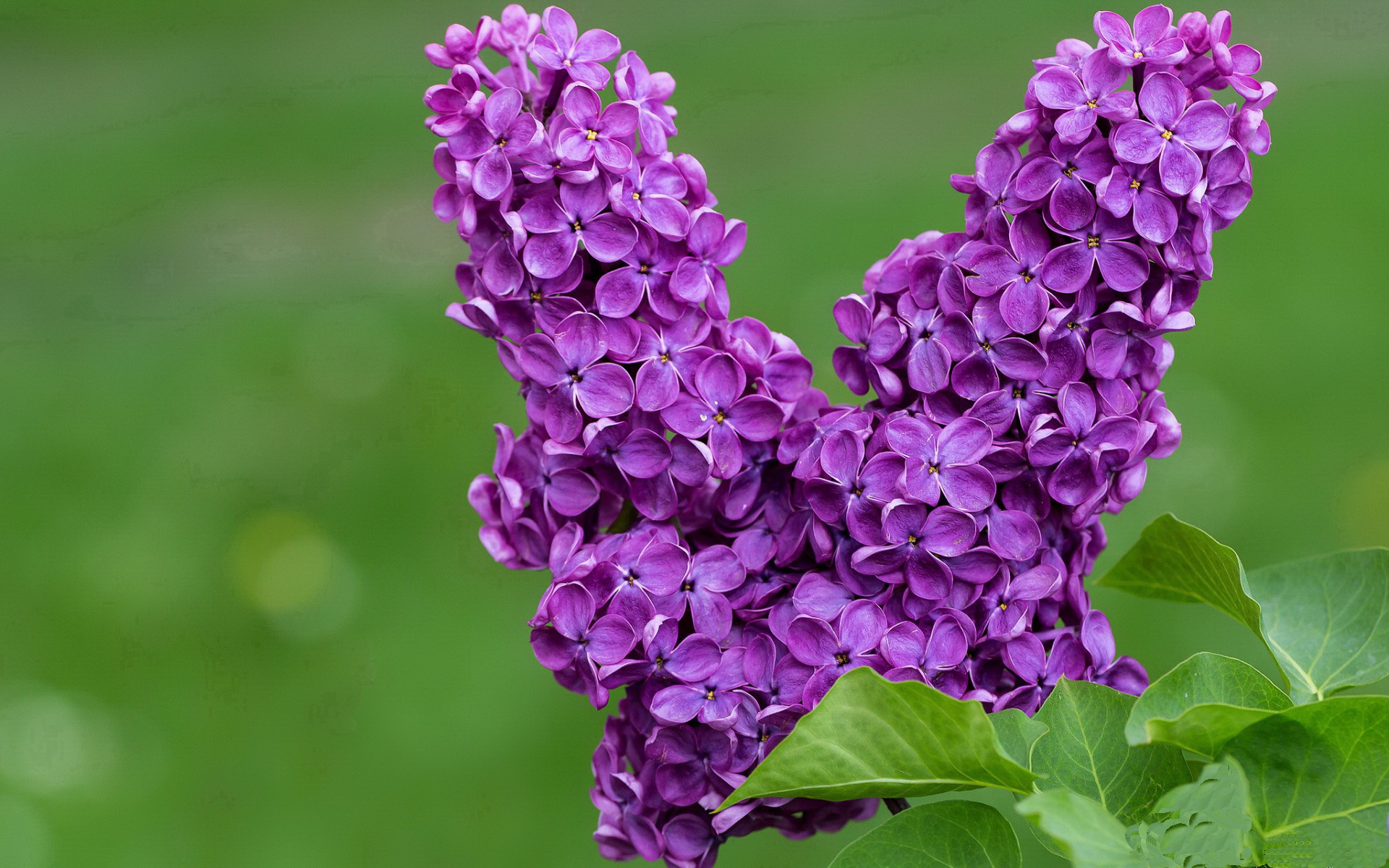 双星闪耀时,英超争冠夜与塔图姆里程碑的全球体育盛宴