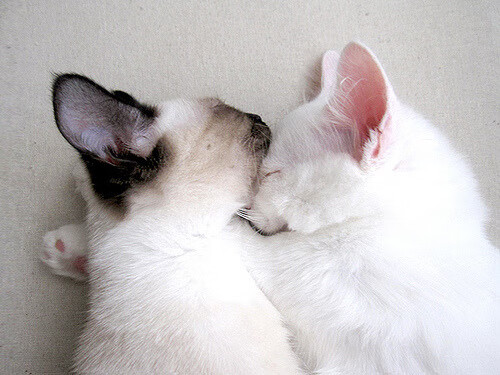 当东决关键战遇上北京队踏平火箭，一场定义唯一性的体育叙事解构