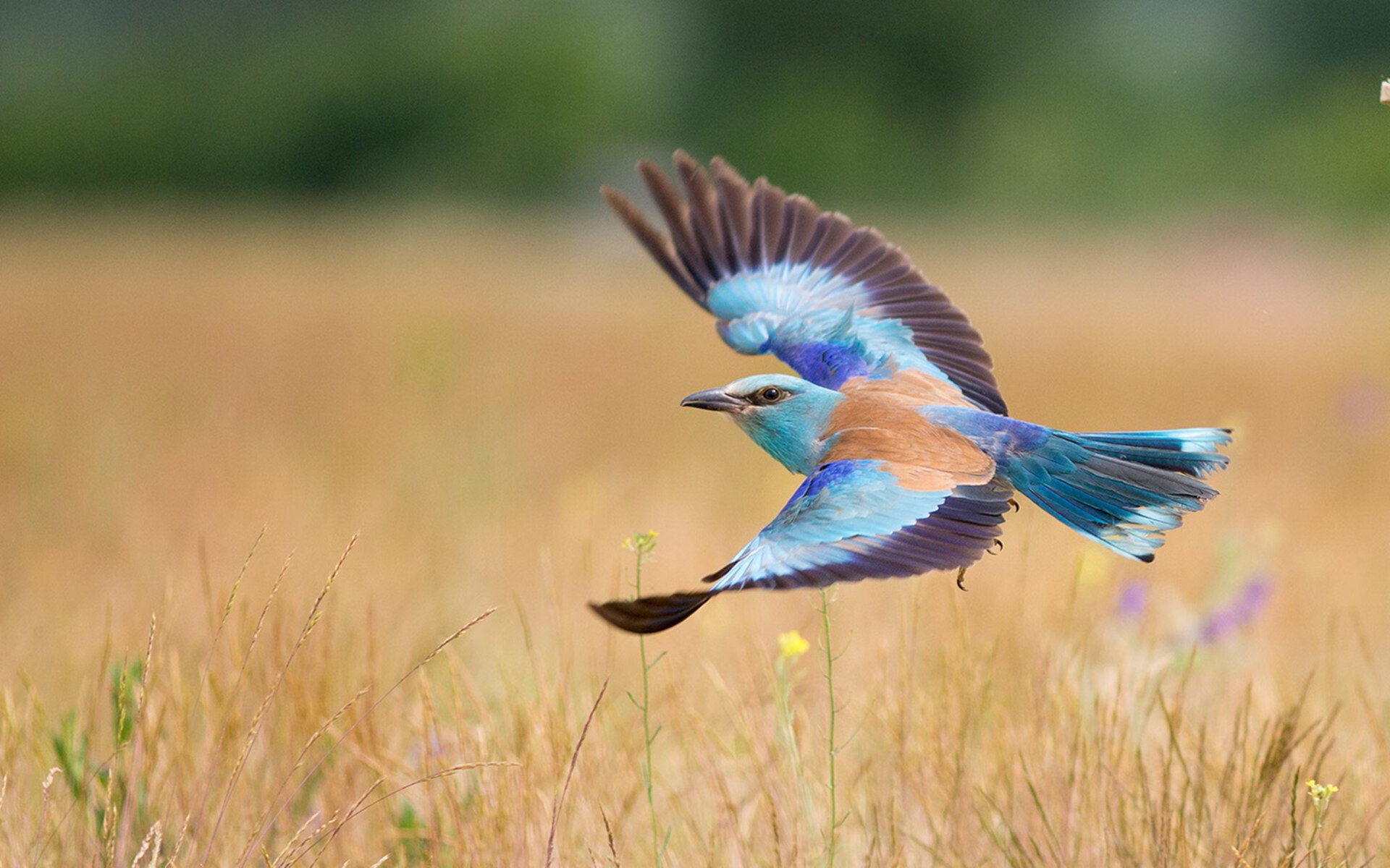 从皇家社会到世界舞台,阿坎吉用一场横扫定义排名争夺战