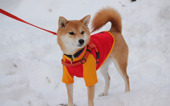 越过猛龙的人，当萨克拉门托的千年尘埃被一阵狂风卷走
