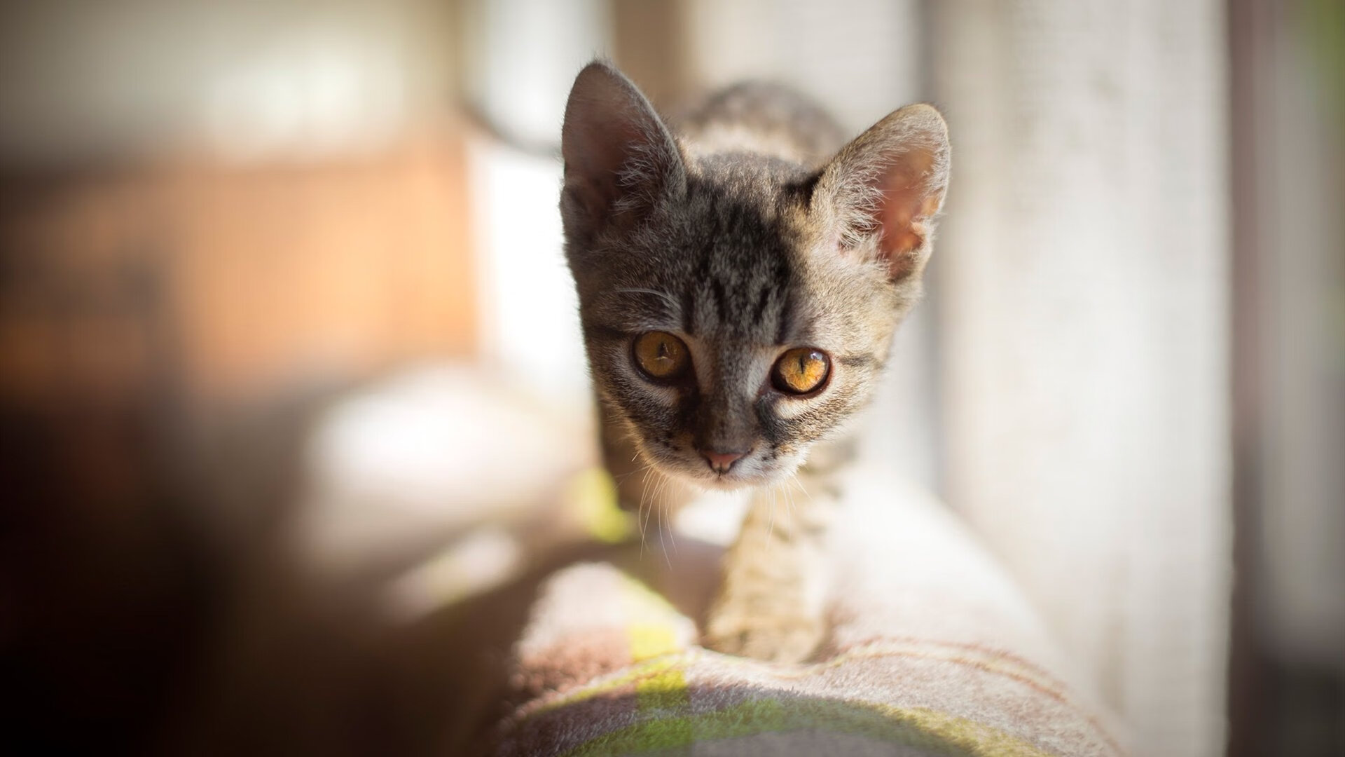 王者节奏，奥运周期关键战夜，内马尔如何用个人魔法点燃全队引擎