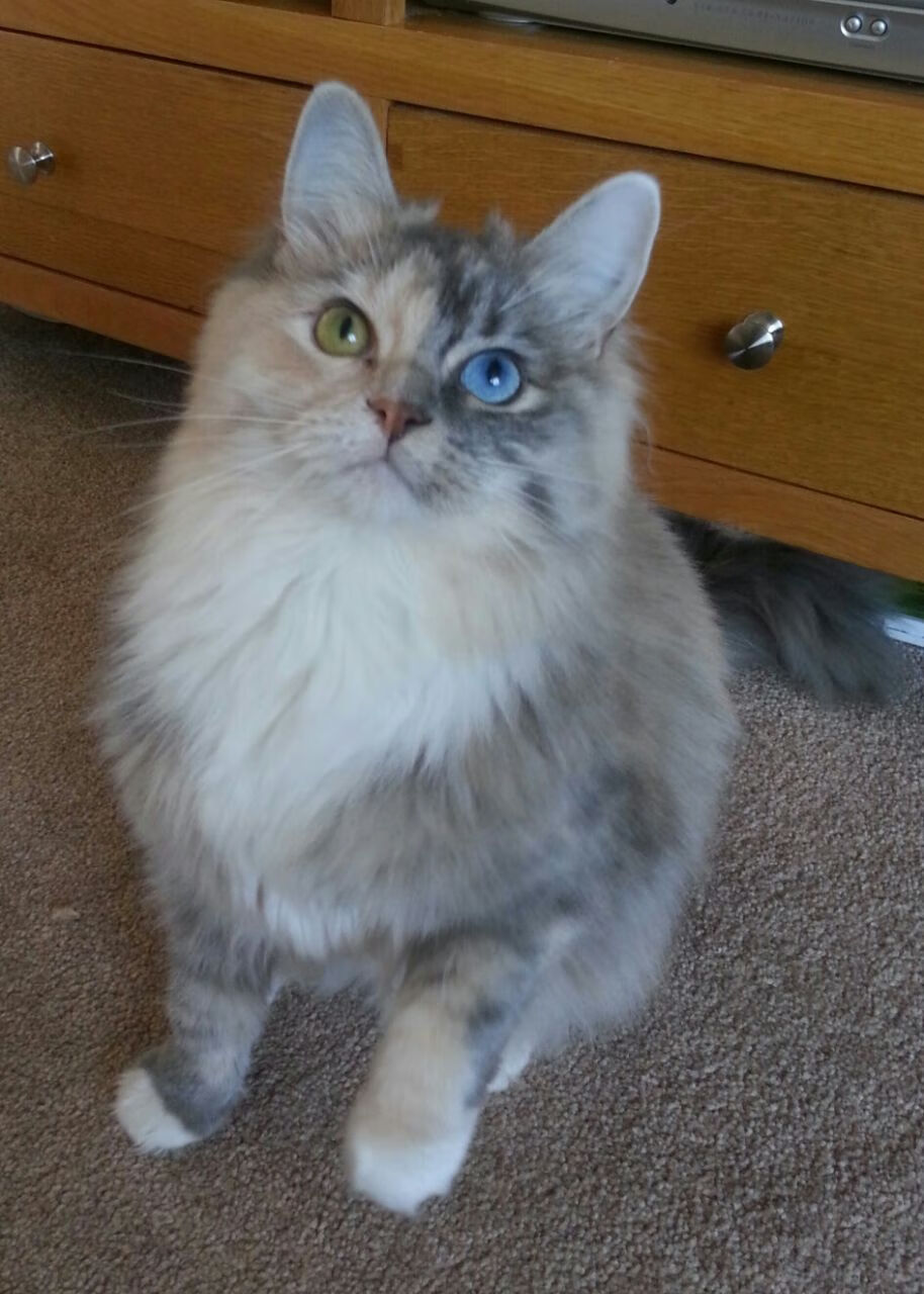 从沉寂到爆发,阿拉巴的制胜一击,南非力克哥斯达黎加