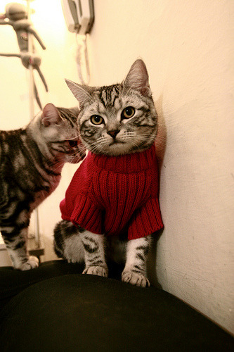 黄喜灿,当韩式坚韧遇上阿根廷探戈