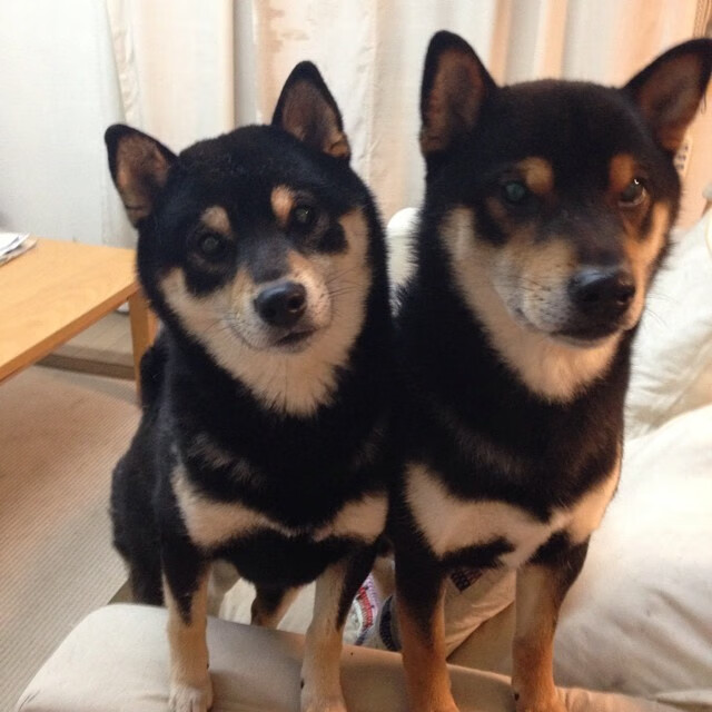 东决烽火中的平行传奇,山西死战爵士,诠释超越联赛的体育魂