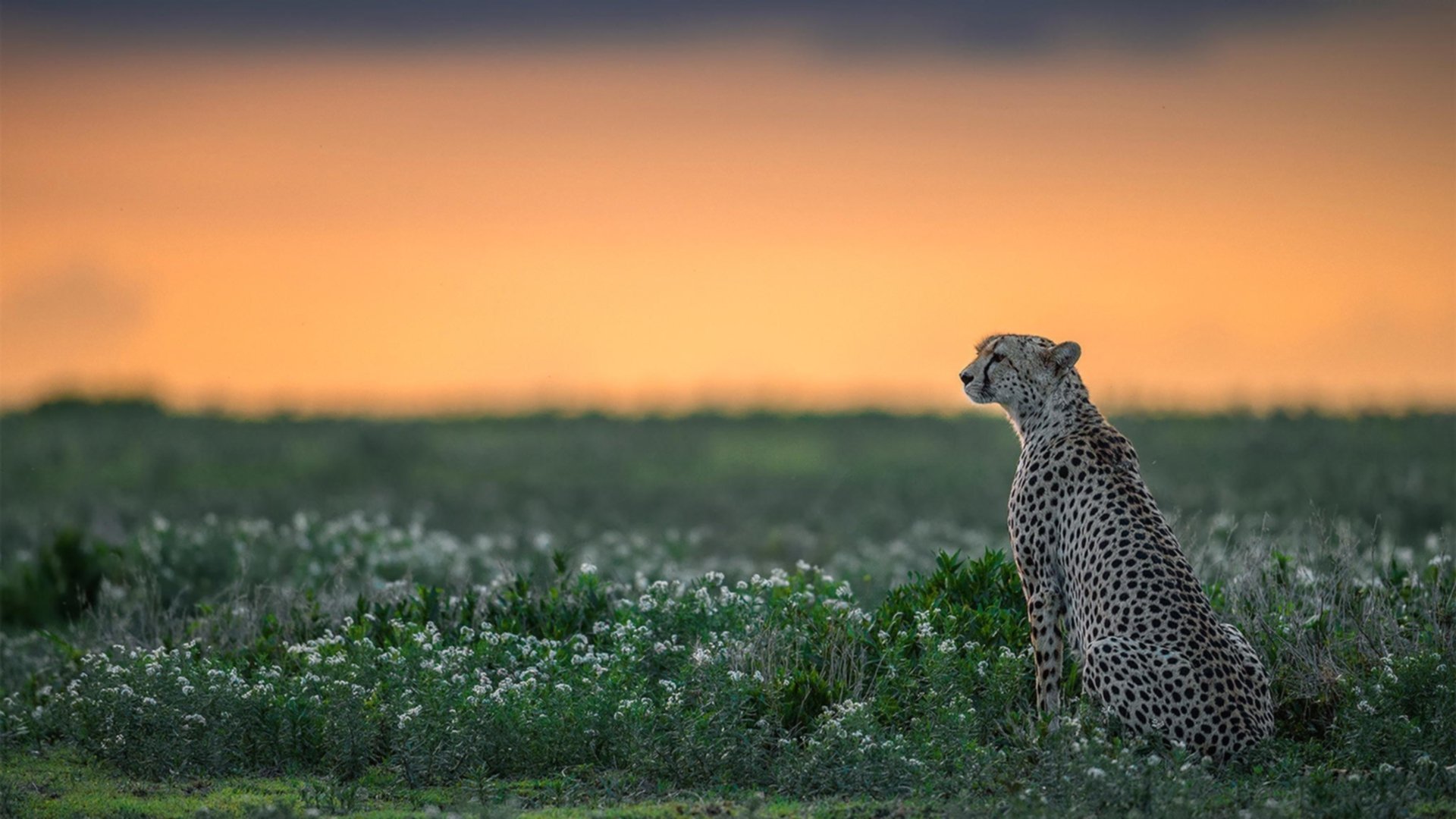 绿鹰翱翔压制橙潮，哈弗茨连珠炮拉开胜局